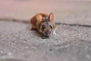 Mäusebekaempfung Oekokil Hamburg