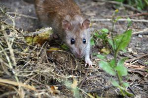 Kammerjaeger-in-Schleswig-Holstein-Oekokil-zertifizierter-Fachbetrieb.-Ratten-Bekaempfung